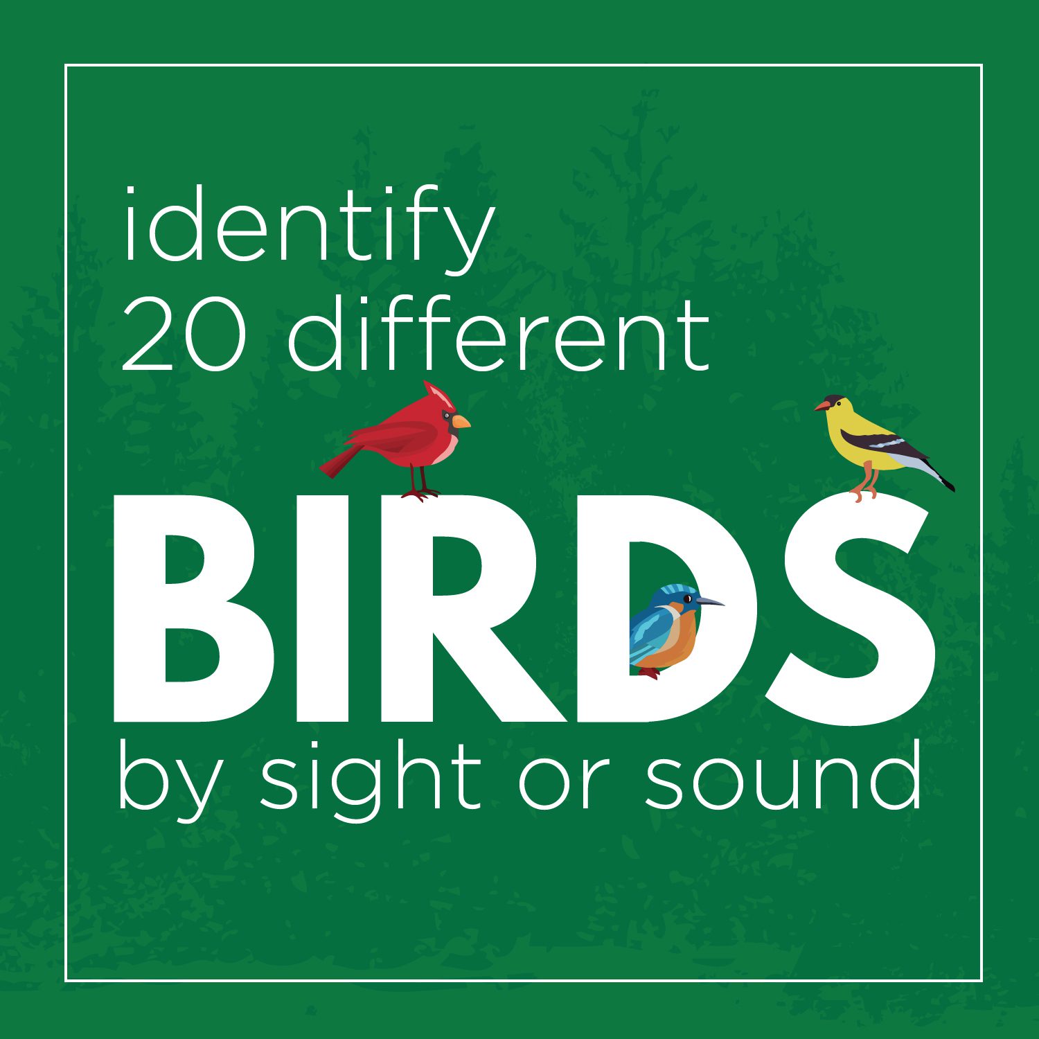 Identify 20 different birds by sight or sound