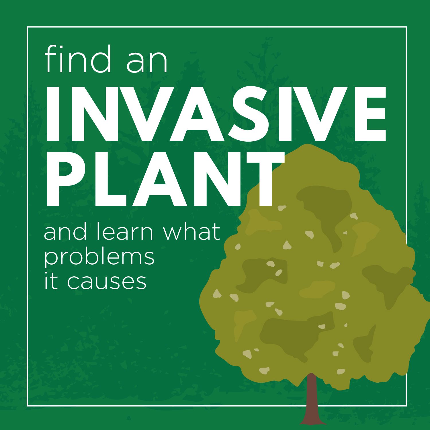 Find an invasive plant and learn what problems it causes