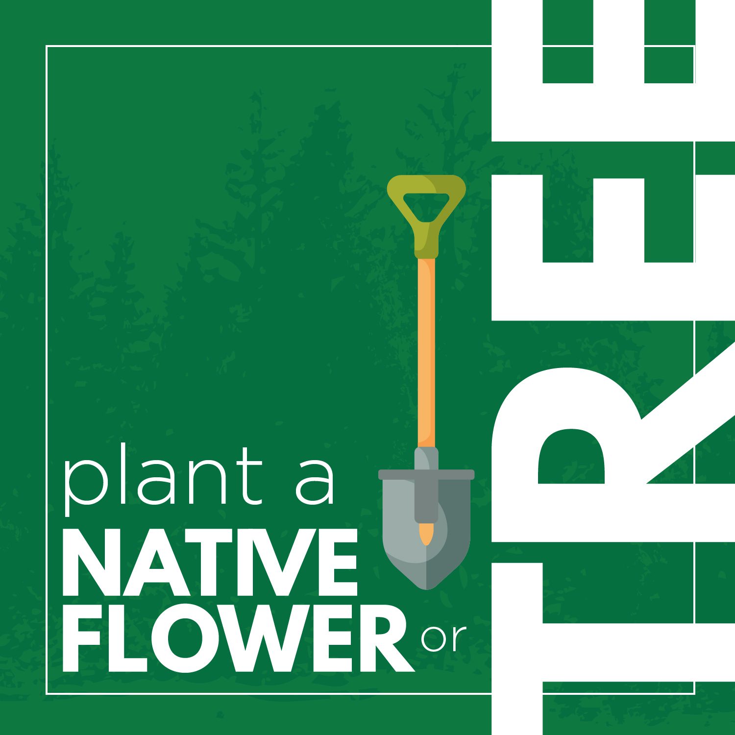 Plant a native flower or tree