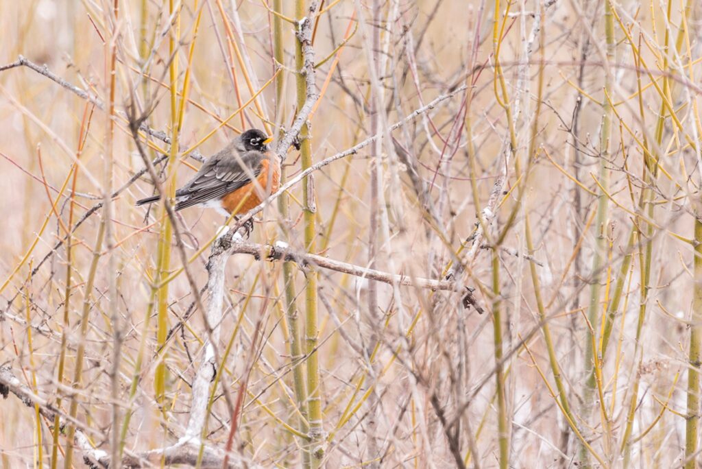 An American Robin in branches of a tree