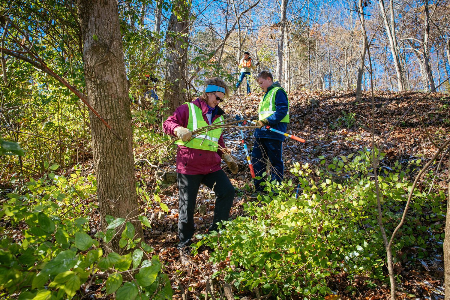 Volunteer: Honeysuckle Hack at Western Greenway