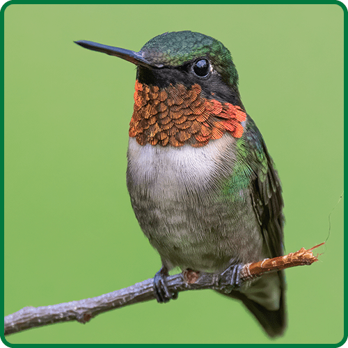 St. Louis Audubon Society Beginner Bird Walk-Mississippi Greenway