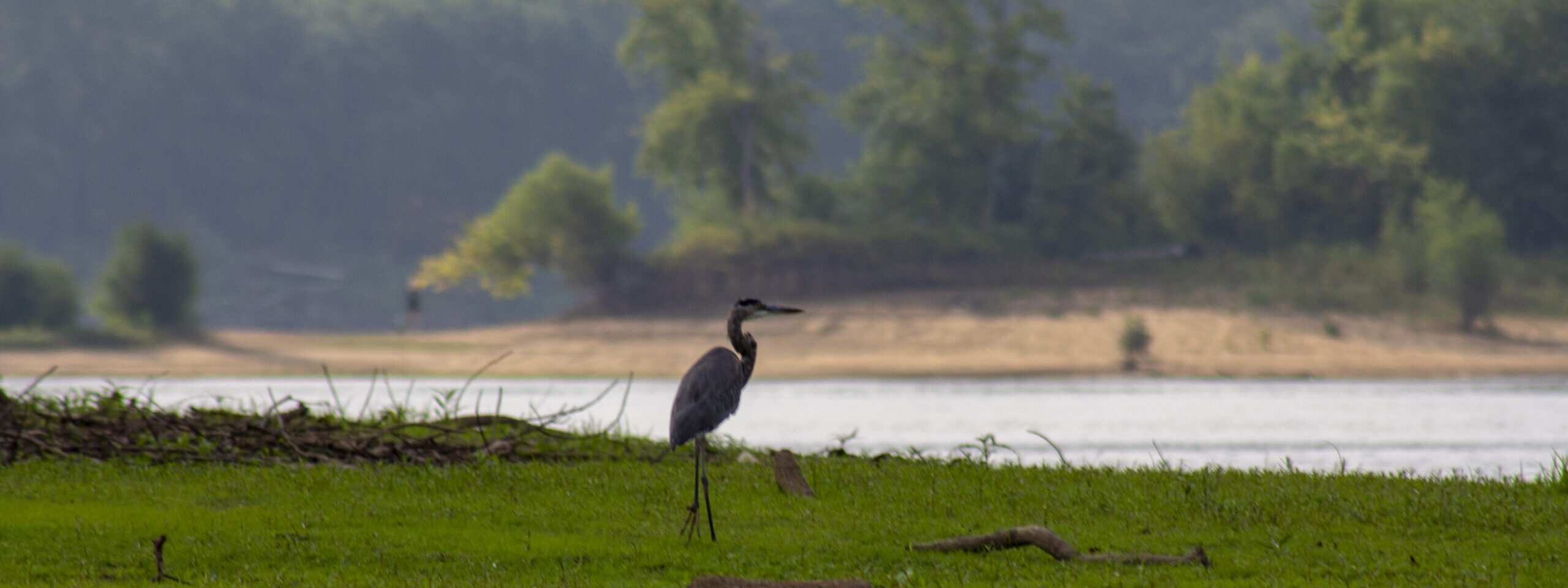 Birdwatching on the Greenways