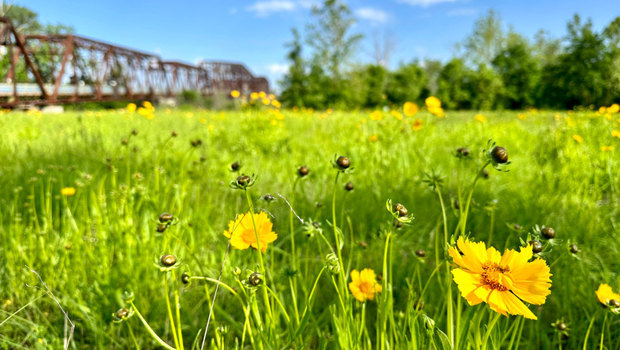 OCRB flowers