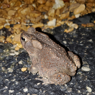American Toad Image