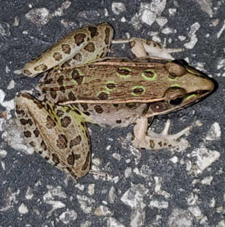 Southern Leopard Frog Image