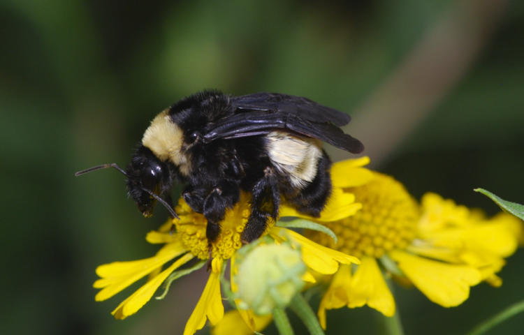 American Bumble Bee (Bombus pensylvanicus)