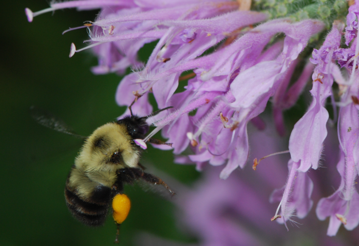 Two-Spotted Bumblebee (Bombus bimaculatus)