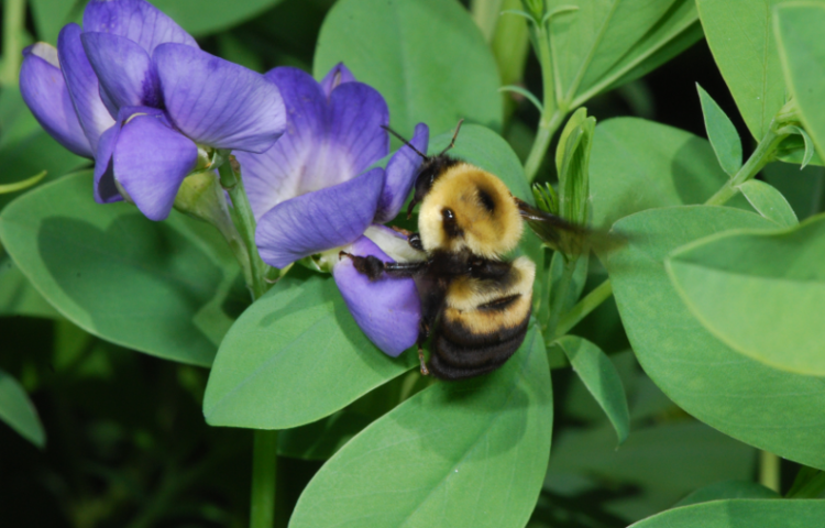 Brown-Belted Bumblebee (Bombus griseocollis)