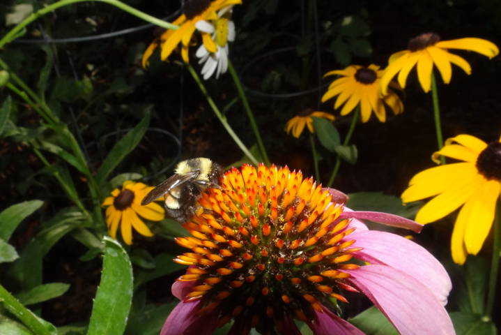 Rusty Patched Bumble Bee (Bombus affinis)